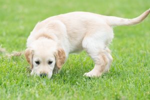 Guide Dog puppy sniffing grass