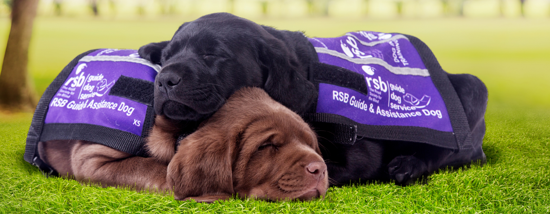 Brown puppy and a black puppy wearing purple rsb vests.