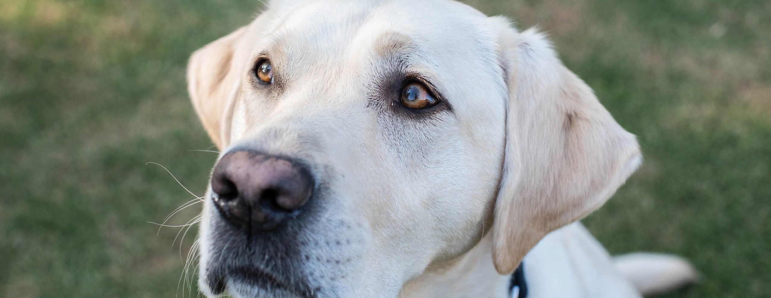 Close up photo of an RSB Guide Dog
