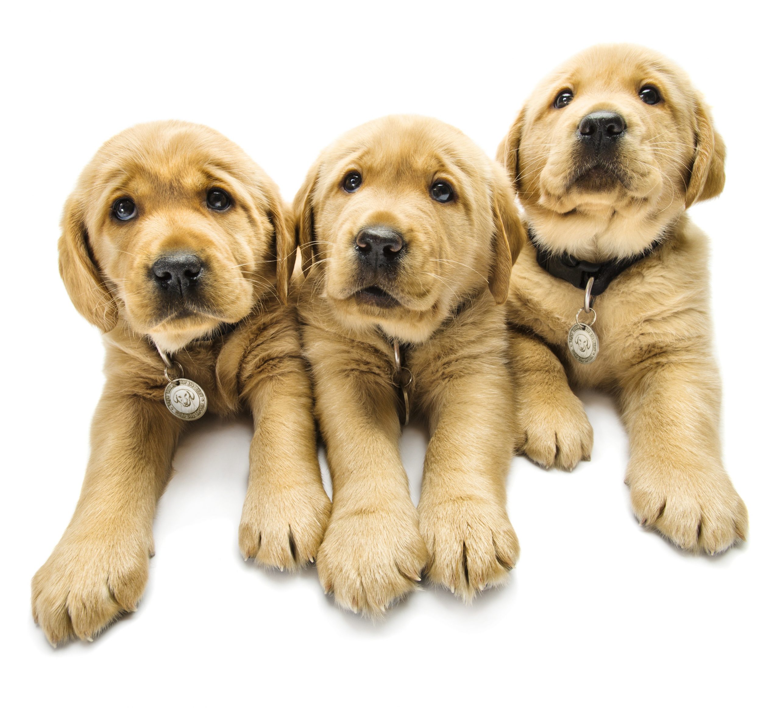 Three yellow puppies lined up looking up at the camera
