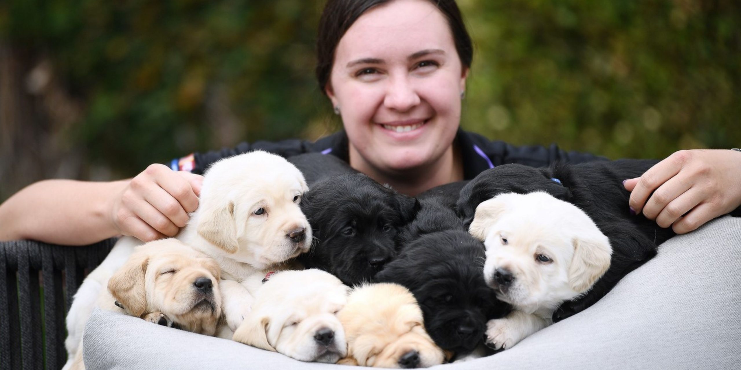 Five yellow puppies and two black puppies in a dog bed. Young woman smiling at camera behind with her arms on each side of the puppies.