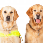 Two yellow Guide Dogs looking at camera.